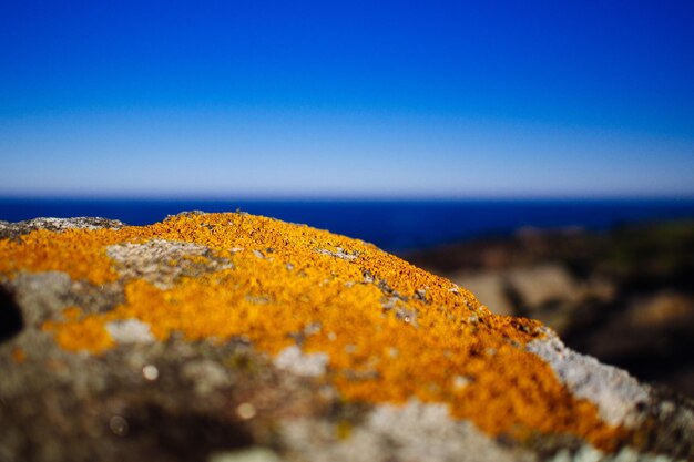 Ile żółtek do carbonary potrzeba do uzyskania kremowego sosu?