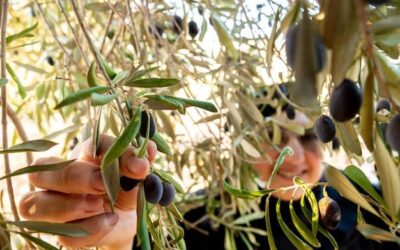 Jaka oliwę wybrać do codziennego gotowania?