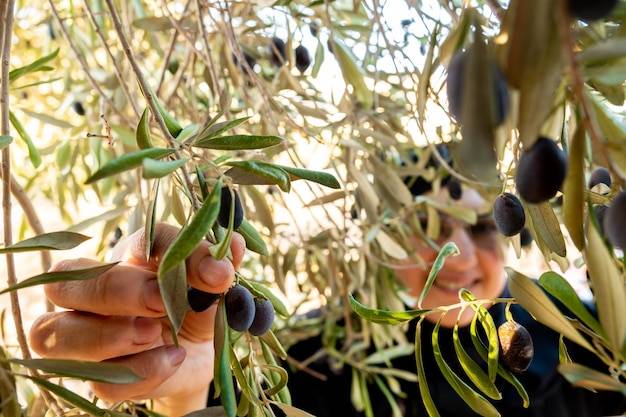 Jaka oliwę wybrać do codziennego gotowania?